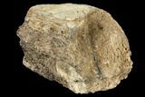Fossil Triceratops Skull Section - North Dakota #117337-1